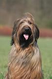BRIARD 237